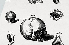 Premium Anatomy illustrations Product Image 3