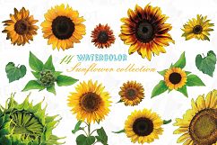 Sunflower watercolor clip art pack, watercolor sunflower design elements, floral PNG, jpg, svg, vector illustrator &amp; corel files included Product Image 1