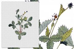 Florals - Vintage Wild Strawberry Product Image 2