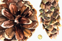 Watercolor Poinsettia Clip Art Set Product Image 4
