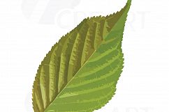 Watercolor leaf clip art pack. Eps, png, jpg, pdf, svg, vector illustrator &amp; corel files included, instant download Product Image 3