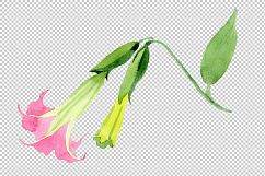 Pink brugmansia PNG watercolor set Product Image 7