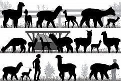 Herd of alpacas Product Image 1