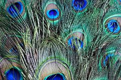 Colourful Birds Feathers Texture Images Bundle Product Image 4