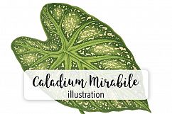 Leaves - Vintage Caladium Mirabile Product Image 1