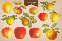 Cider House Antique Apple and Pear Graphics Product Image 2