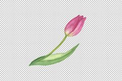 Pink tulip PNG watercolor design set Product Image 3