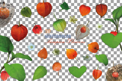 Watercolor Chinese Lantern clip art pack, Physalis alkekengi Product Image 2