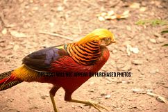 9 Beautiful Birds Product Image 9