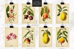 Antique Fruit &amp; Flowers Graphics Product Image 7