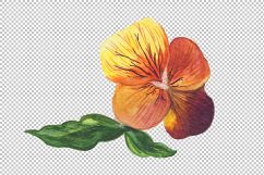 Wildflower orange viola PNG watercolor set Product Image 2