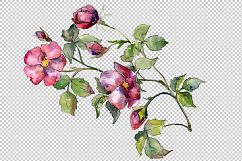 Wonderful bloom rose PNG watercolor set Product Image 1