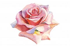 Pink roses realistic PNG watercolor set Product Image 1