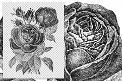 Rose - Vintage Black and White Remontant Hybrid Florals Product Image 2