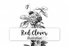 Red Clover Flowers- Vintage Florals Product Image 1