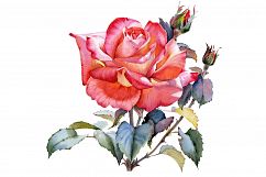 Red Rose realistic PNG watercolor set Product Image 1