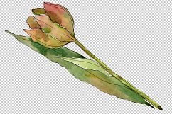 Colorful autumn tulips PNG watercolor set   Product Image 3