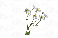 Watercolor Chamomile clip art pack, Chamomile flowers Product Image 10