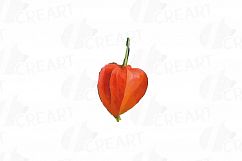 Watercolor Chinese Lantern clip art pack, Physalis alkekengi Product Image 24