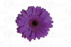 Watercolor Gerbera Daisy clip art pack, colorful gerberas 2 Product Image 8