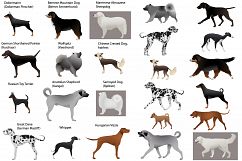 Dog show Product Image 1