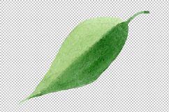 Pink brugmansia PNG watercolor set Product Image 5