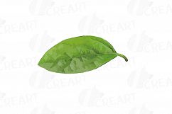 Watercolor Avocado clip art pack,avocado leaves and flowers Product Image 10
