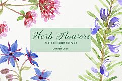 Watercolor herb flower clipart Product Image 8