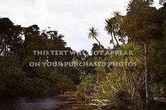 9 Tropical Rainforest Photos Product Image 7
