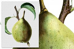 Fruit - Vintage Brown Beurre Pear Product Image 2