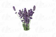 Lavender leaves and bouquets watercolor clip art pack, Lavender design elements. PNG, jpg, svg, vector illustrator&amp; corel files included Product Image 8