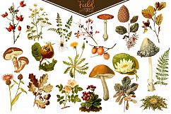 Field &amp; Forest Vintage Botanical Graphics Product Image 2