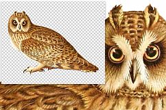 Birds - Vintage Short-Eared Owl Product Image 2