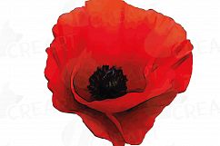 Watercolor Red Poppy flower and leaf clip art pack, Poppies clip art. PNG, jpg, svg, vector illustrator &amp; corel files included Product Image 9