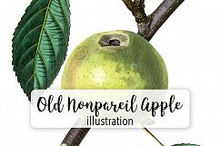 Fruit - Vintage Old Nonpareil Apple Product Image 1