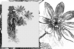 Bloodroot - Vintage Florals Product Image 2