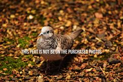 9 Beautiful Birds V2 Product Image 6