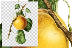 Fruit - Vintage Royal Apricot Product Image 2