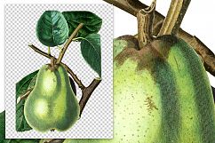 Fruit - Vintage Jargonelle Pear Product Image 2