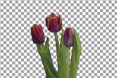 Tulip watercolor clip art pack, watercolor tulip design Product Image 8