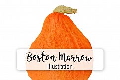 Boston Marrow Pumpkin Product Image 1