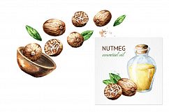 Nutmeg. Watercolor collection Product Image 4