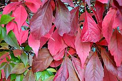 Leaf Patterns and Leaves Texture Backgrounds Bundle Product Image 7