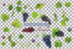 Grapes clip art watercolor wine grape, branch, flowers, leaf Product Image 2