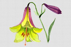 Wildflower lemon lily PNG watercolor set Product Image 2