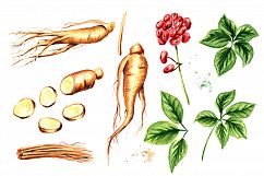Ginseng. Watercolor collection Product Image 2