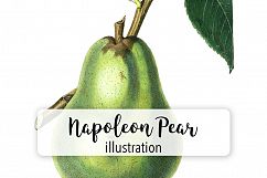 Fruit - Vintage Jargonelle Pear Product Image 1