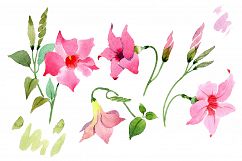 Wildflower pink dipladies PNG watercolor set   Product Image 1