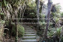 9 Tropical Rainforest Photos Product Image 4