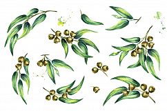 Eucalyptus. Watercolor collection Product Image 3
